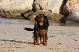 KING CHARLES SPANIEL 063